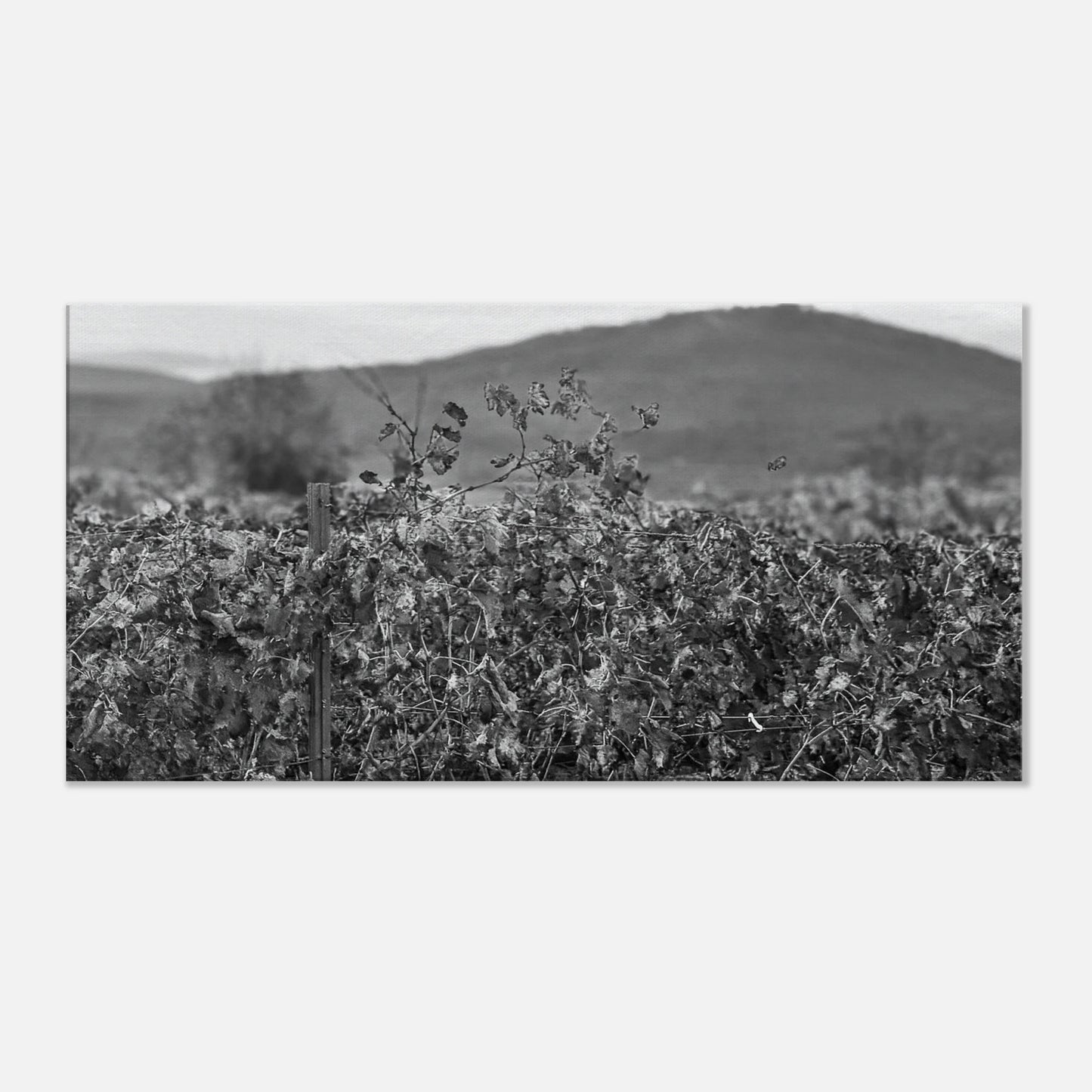 02e7b48d-6400-4496-8165-f429f70a1e6d