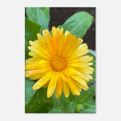 0376d2ba-cc4d-4df7-86a7-1987bd044fd4