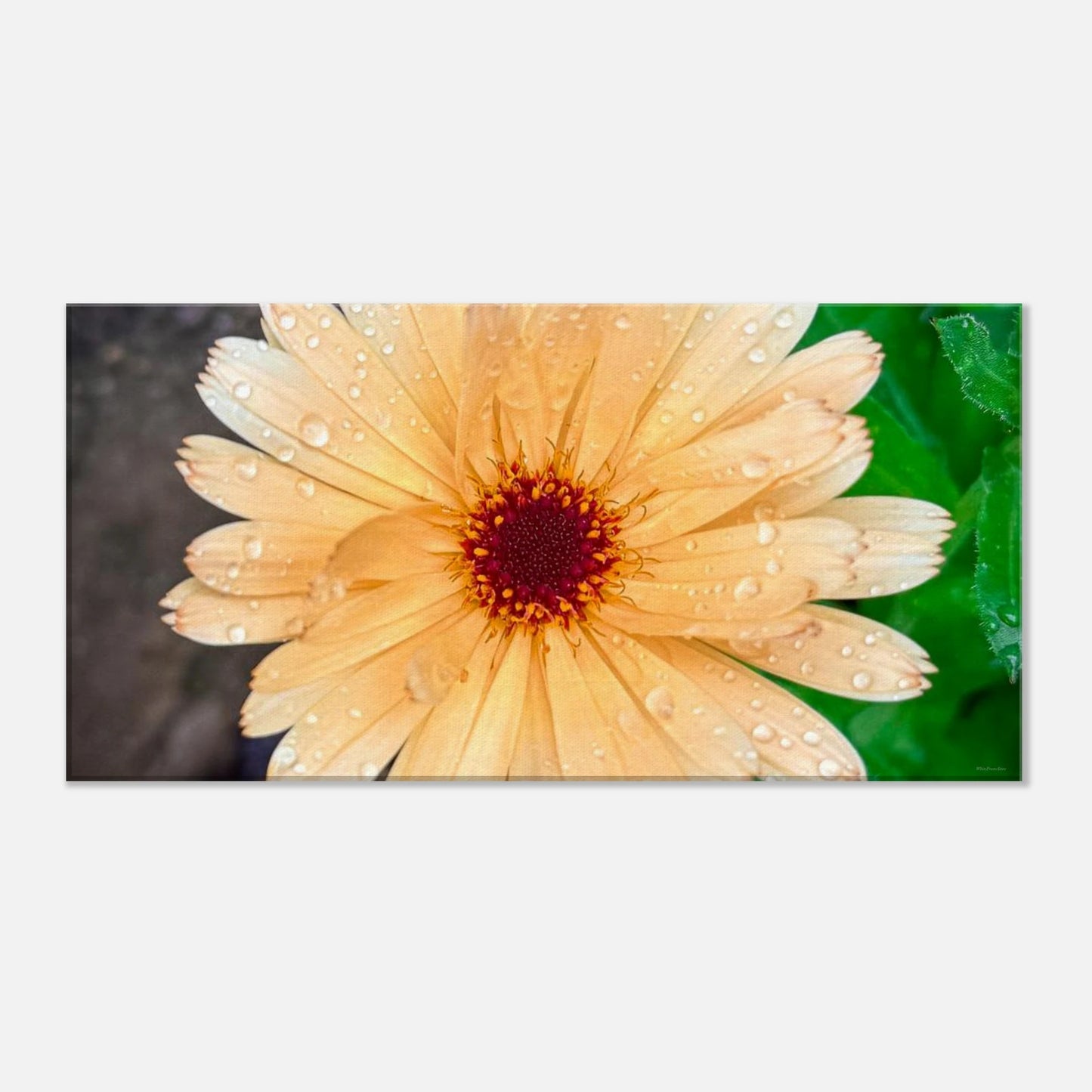 078af25c-1846-46ef-88ad-03214439b37b