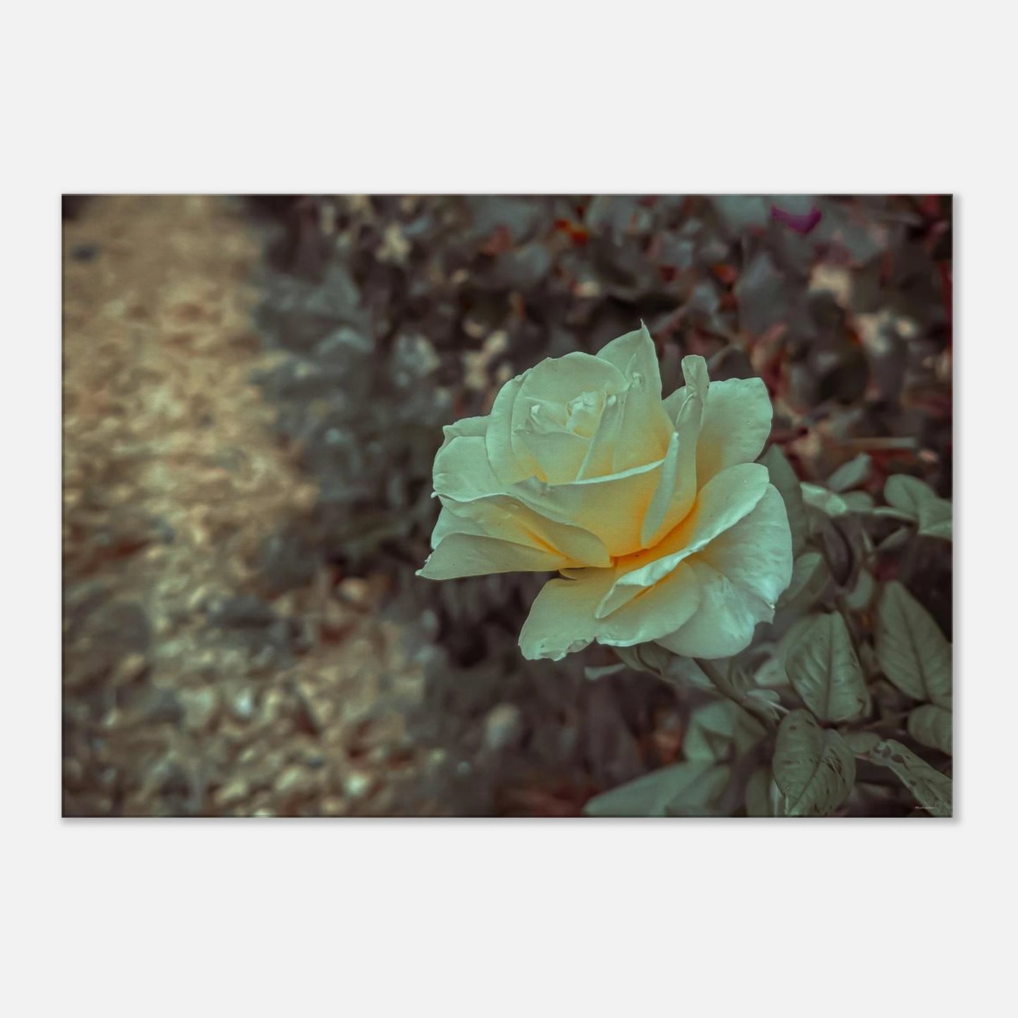 0b6f9b6a-5de7-4d2e-850d-3284197719df