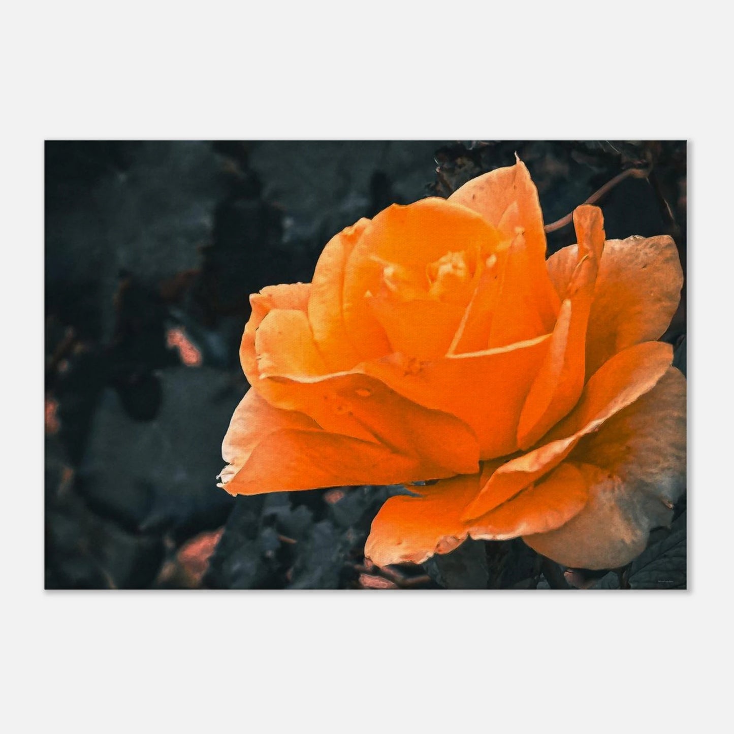 0cf8a8f7-aa64-48af-80b4-23e9f81cbdf5