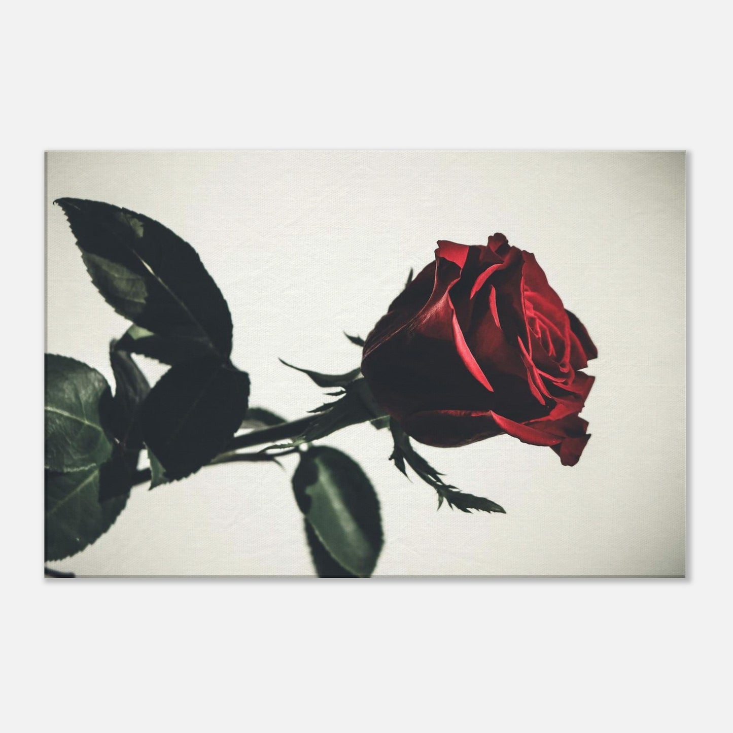 16ff64c5-4c8c-4799-ac04-80fc027d0544