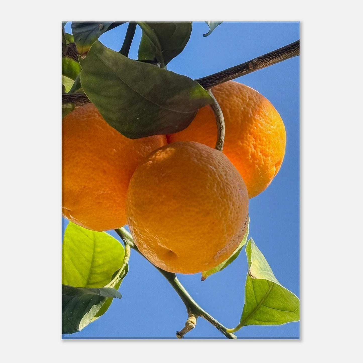 1a98521b-89ac-4188-aed2-b05063129fd7