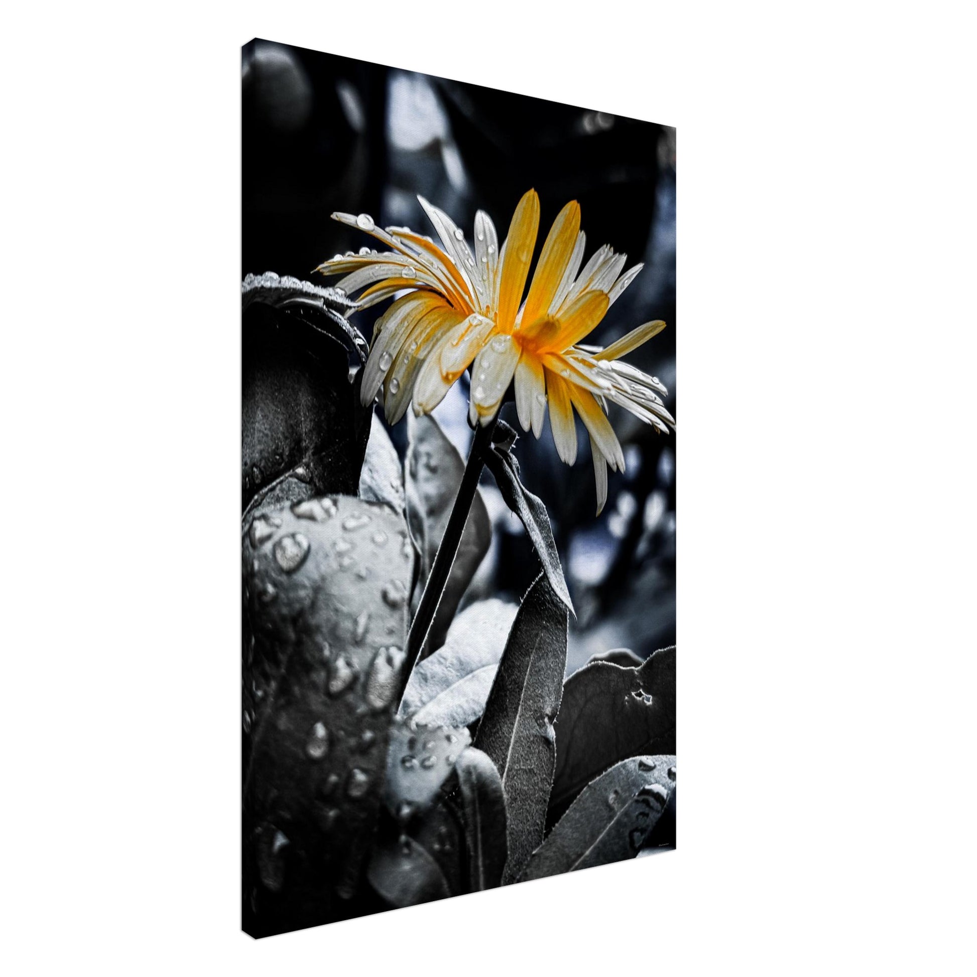 1ec52c93-8604-46dd-ad0a-09f67c7e4d93