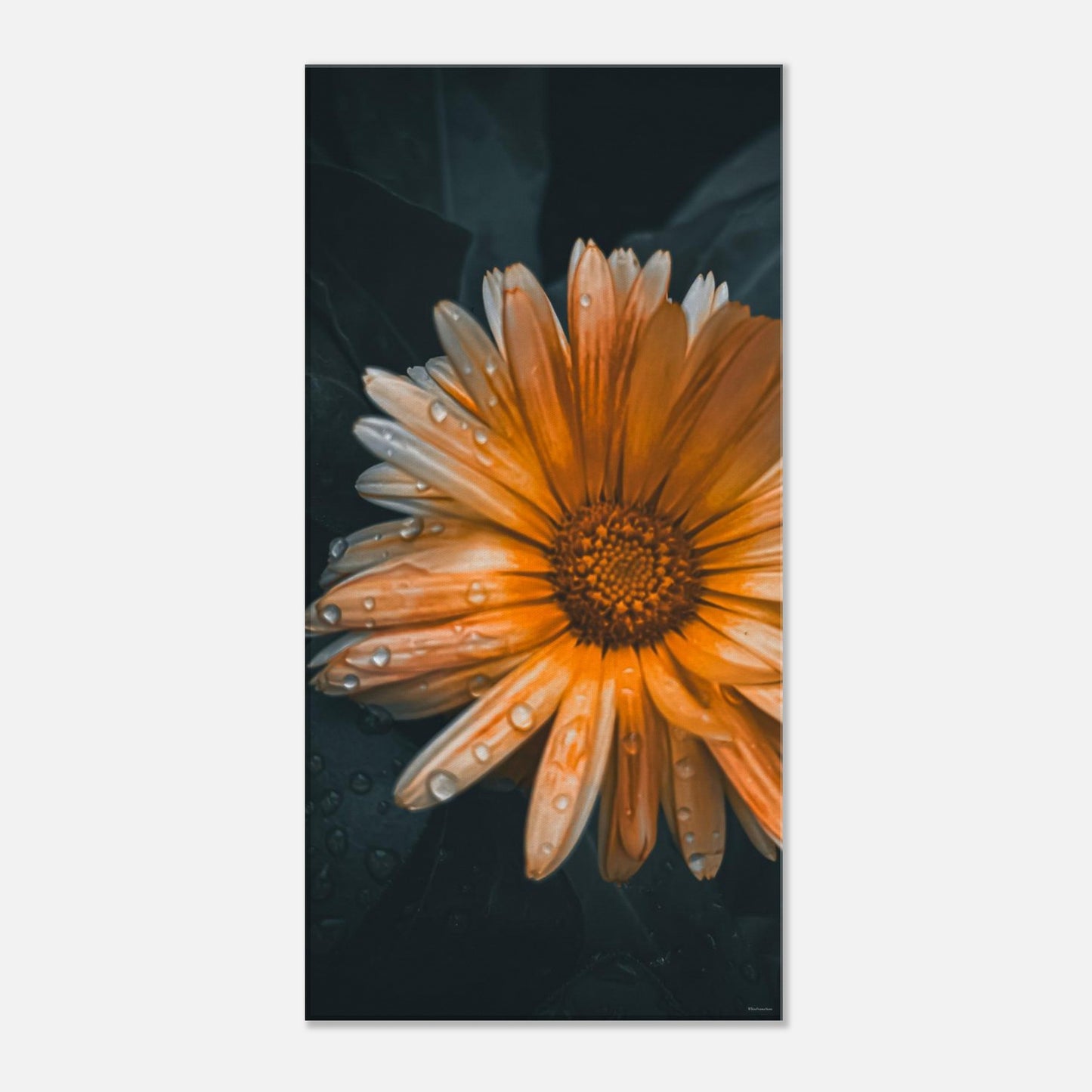 2517bc7b-7bc0-46ac-aeed-0b816225d81a