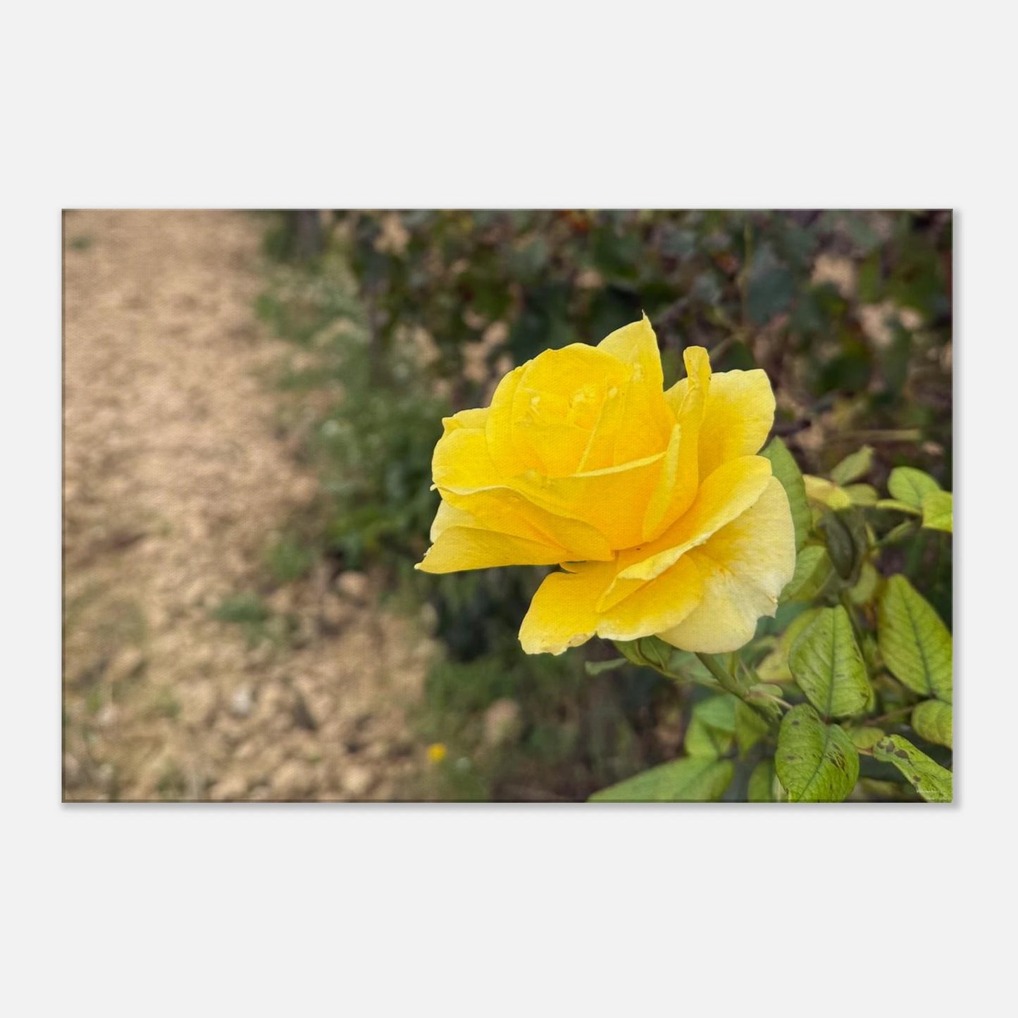 2834fd87-99a3-4303-9d21-a2cf6874bf11