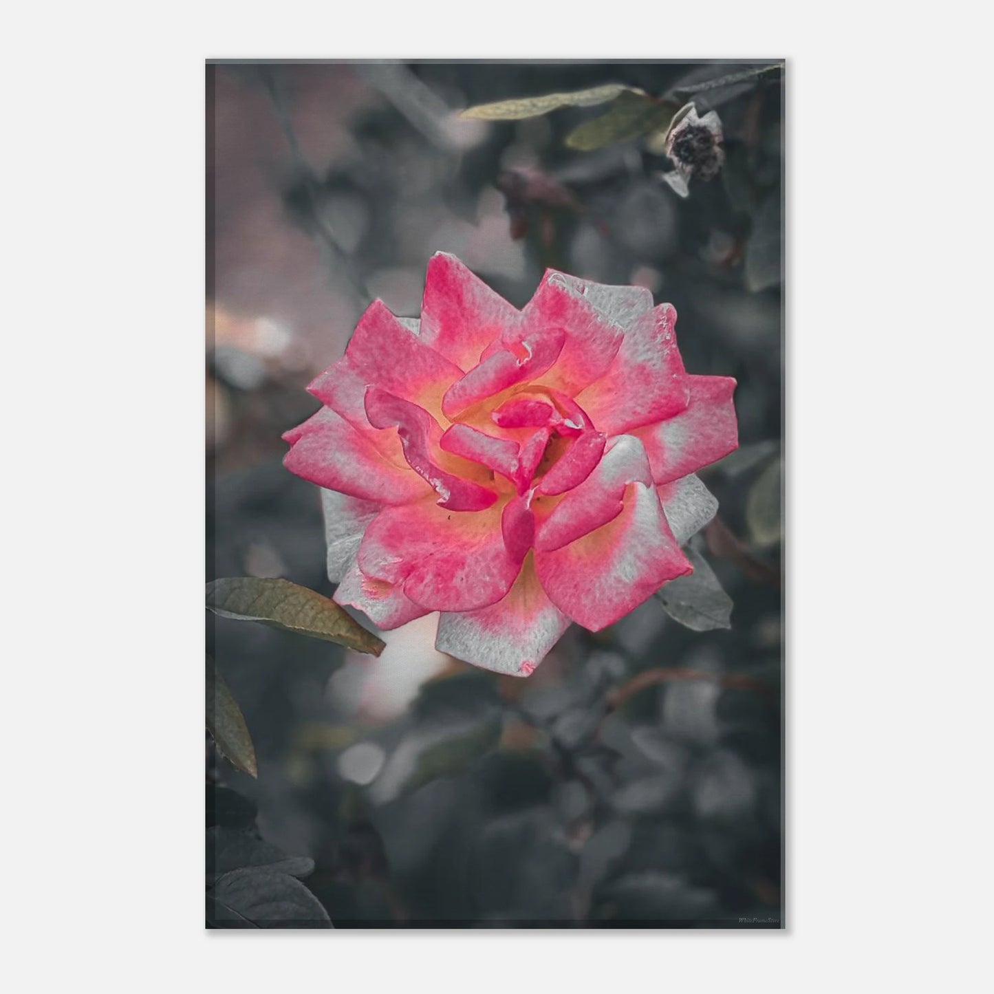 288311c7-4022-4a3f-84a8-853176d680ae