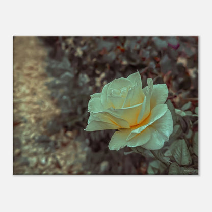 28b58ce6-7cf4-41d3-a446-0c8fe01668a2