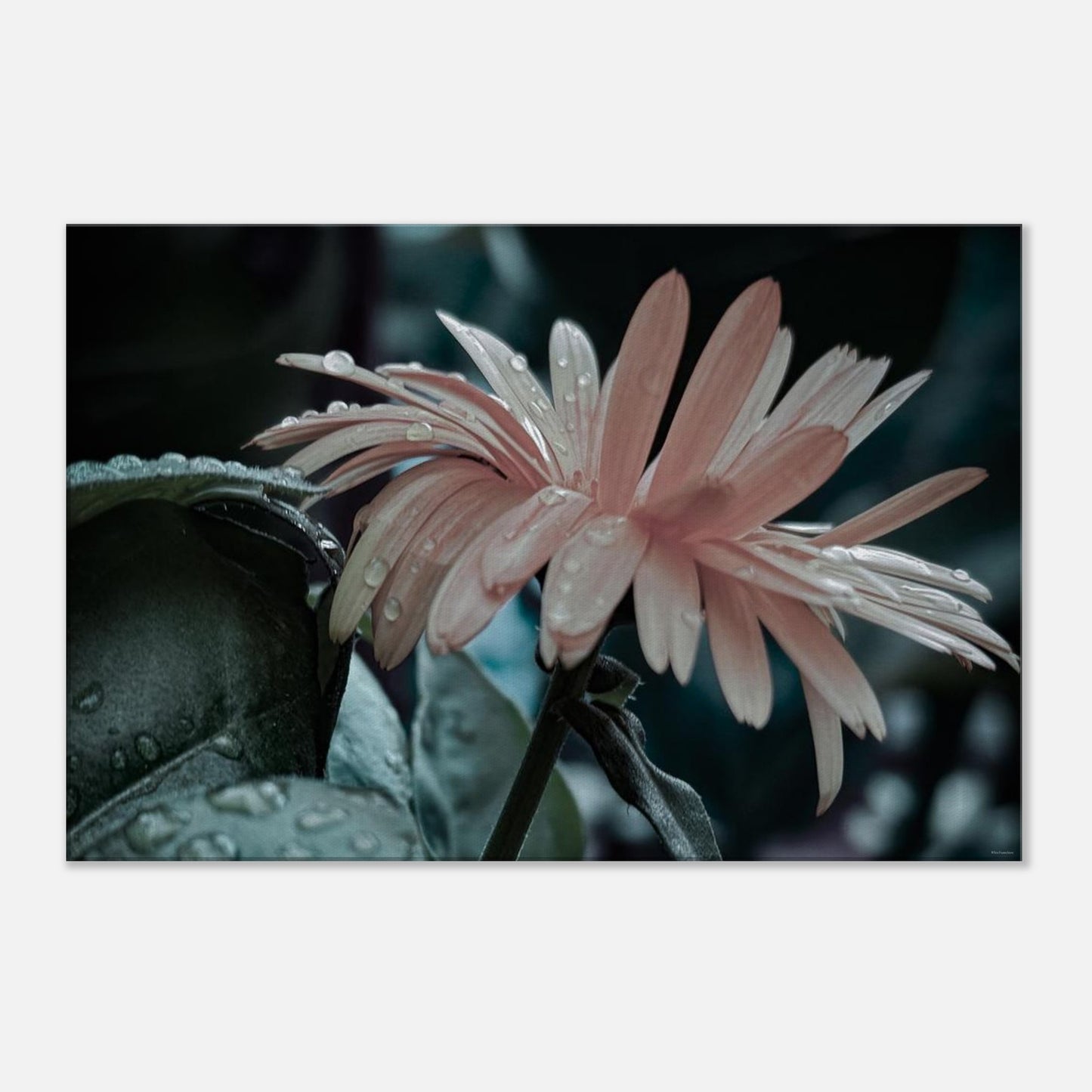 2c483b5b-eeb5-4f32-8f74-41e61c8025ea