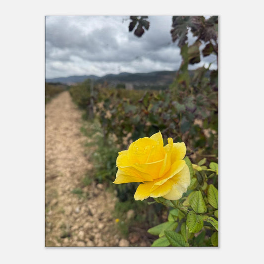 321736de-b819-4a44-81fa-cdecde88469d