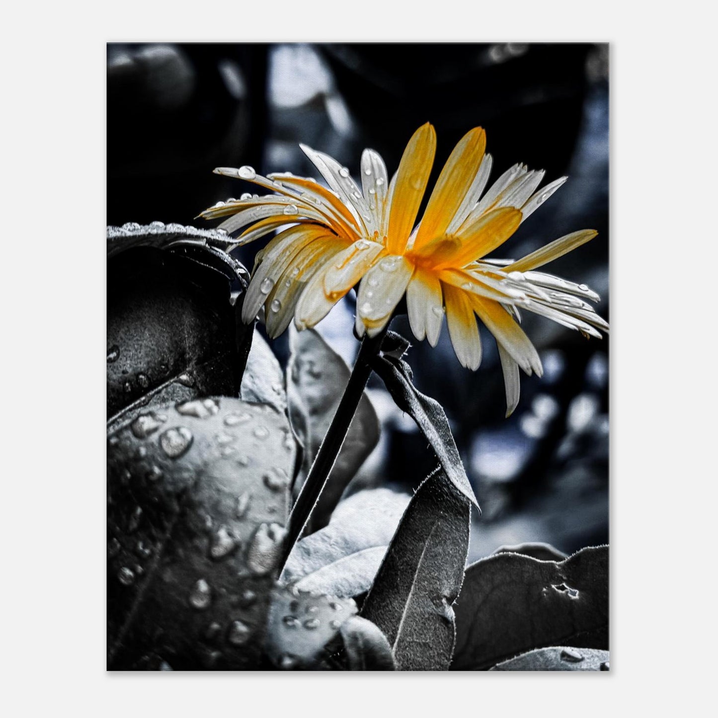 34faf35d-8215-4a8c-9423-908f1d3f6feb