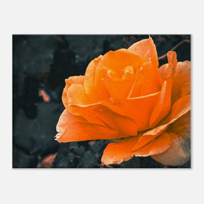 364678d4-f0ee-422d-842c-5aab6f02f0f0