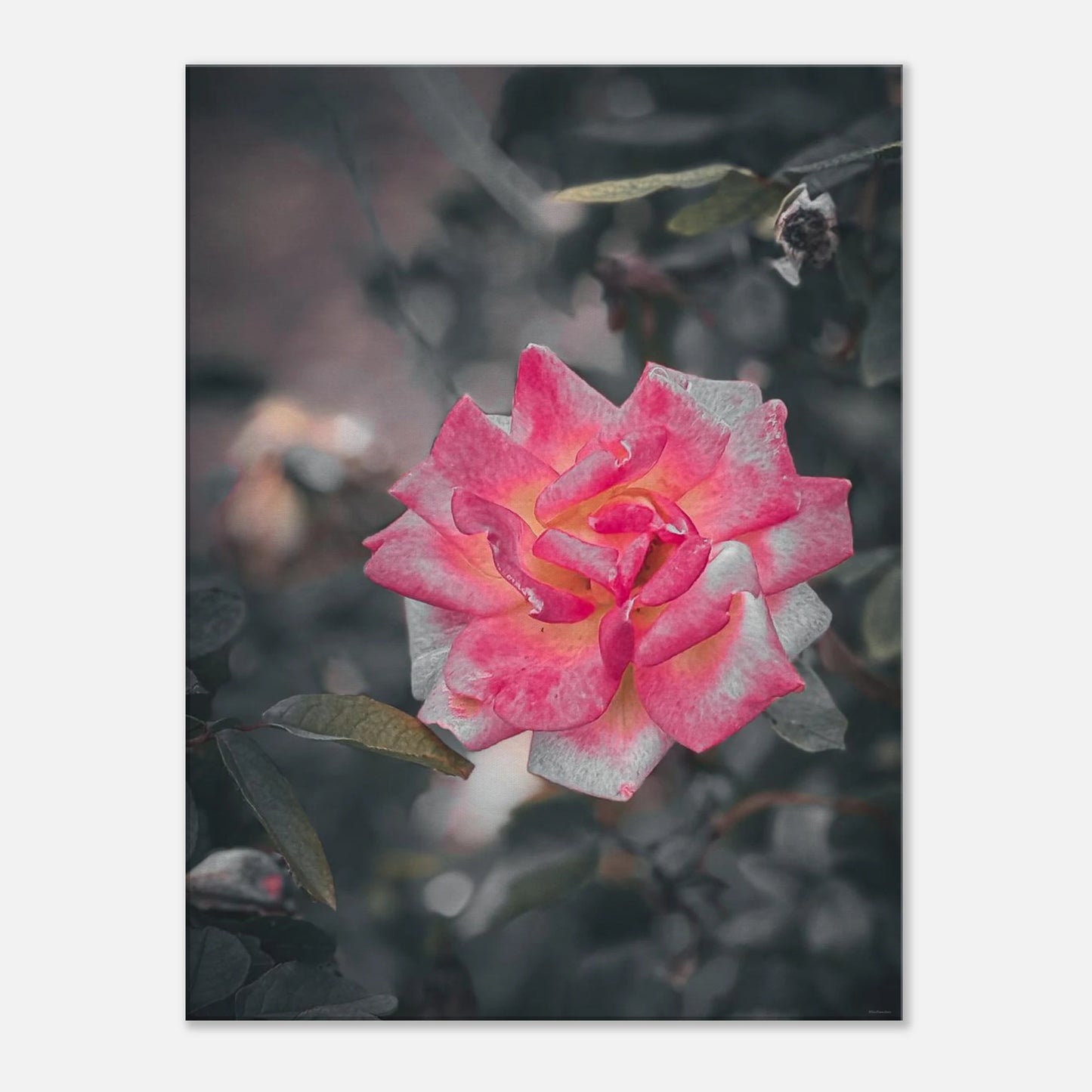 3764d7b9-e337-4aa3-90cc-706edc5e3c83