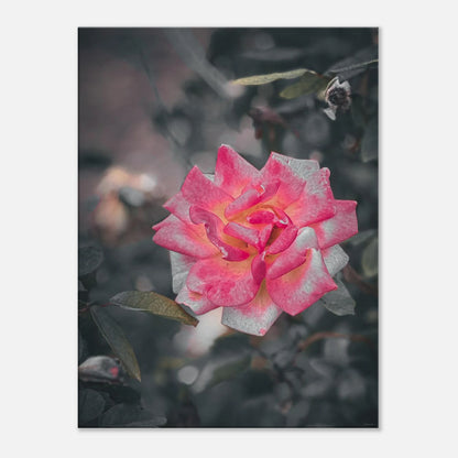 3764d7b9-e337-4aa3-90cc-706edc5e3c83