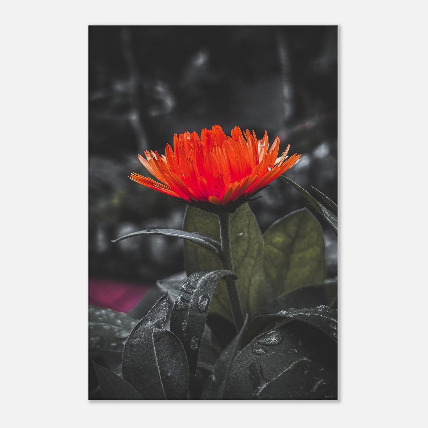 37ac9e5b-ff1e-4a96-934e-50ece311a5a4