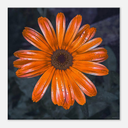 385e04a7-dcf8-4381-b751-50172cab84da