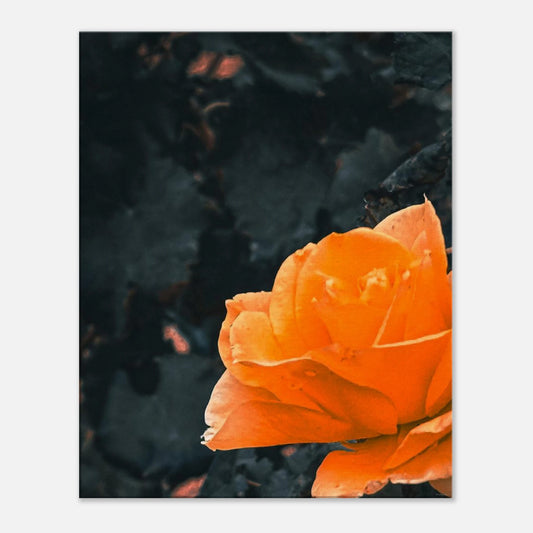 3c1ca51a-97fe-4259-ab5a-28bc70089c14