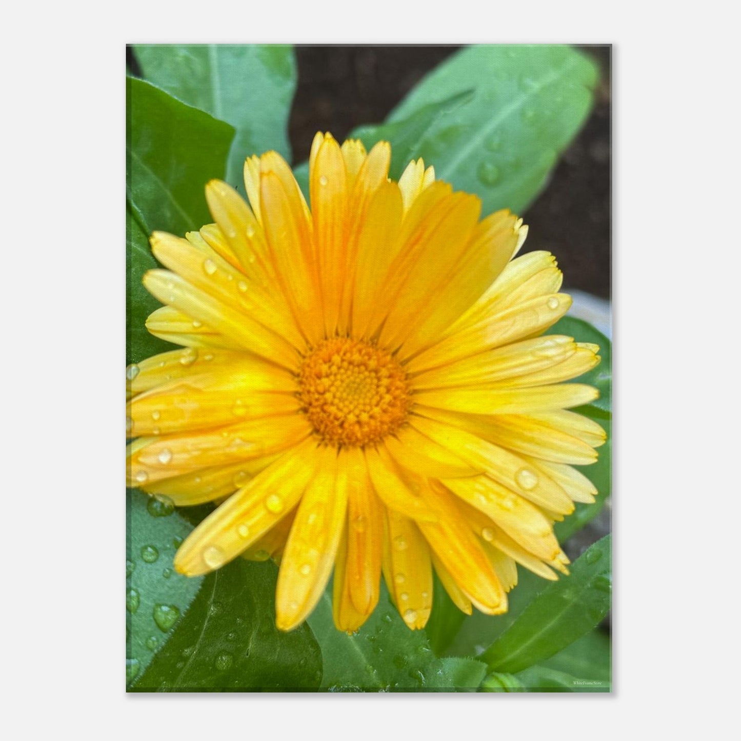 3d924355-929a-4fda-8410-2c7812a10f17