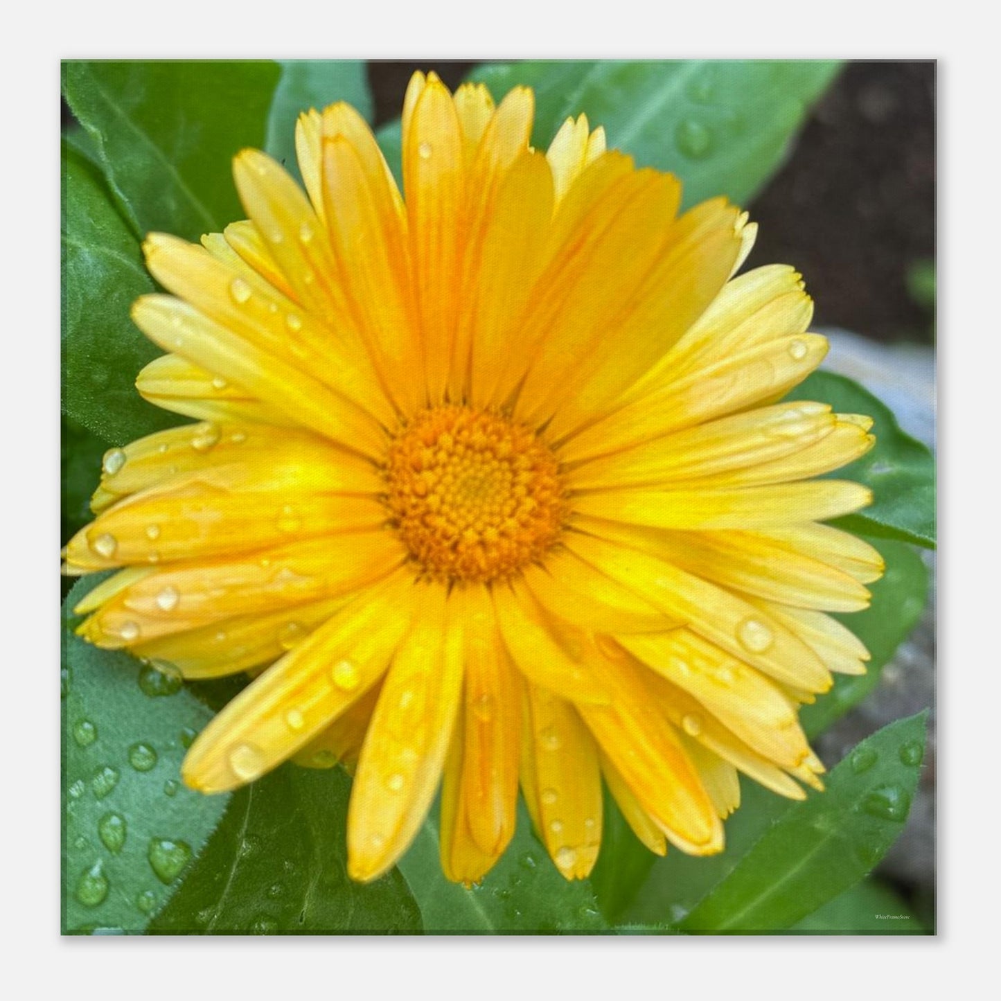 3dfb1972-dde7-4853-957b-61e28c6c647b