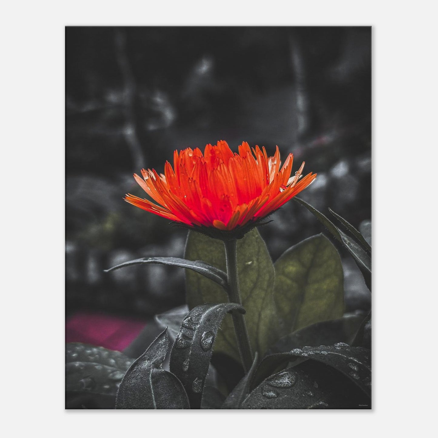 4215af76-ee3f-4921-81c5-1ea5de029589