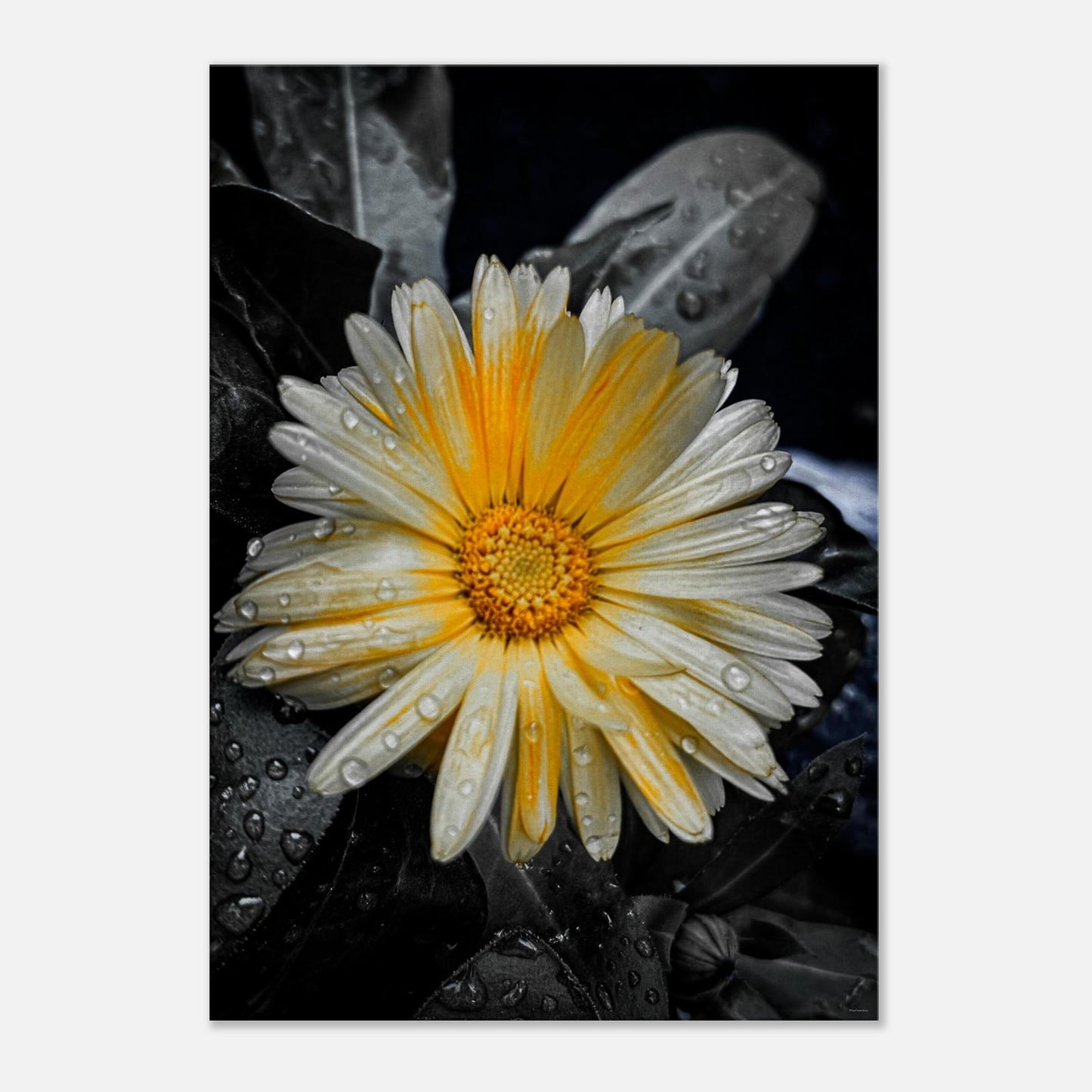 4a837571-6a40-4776-9881-5235d09a7580