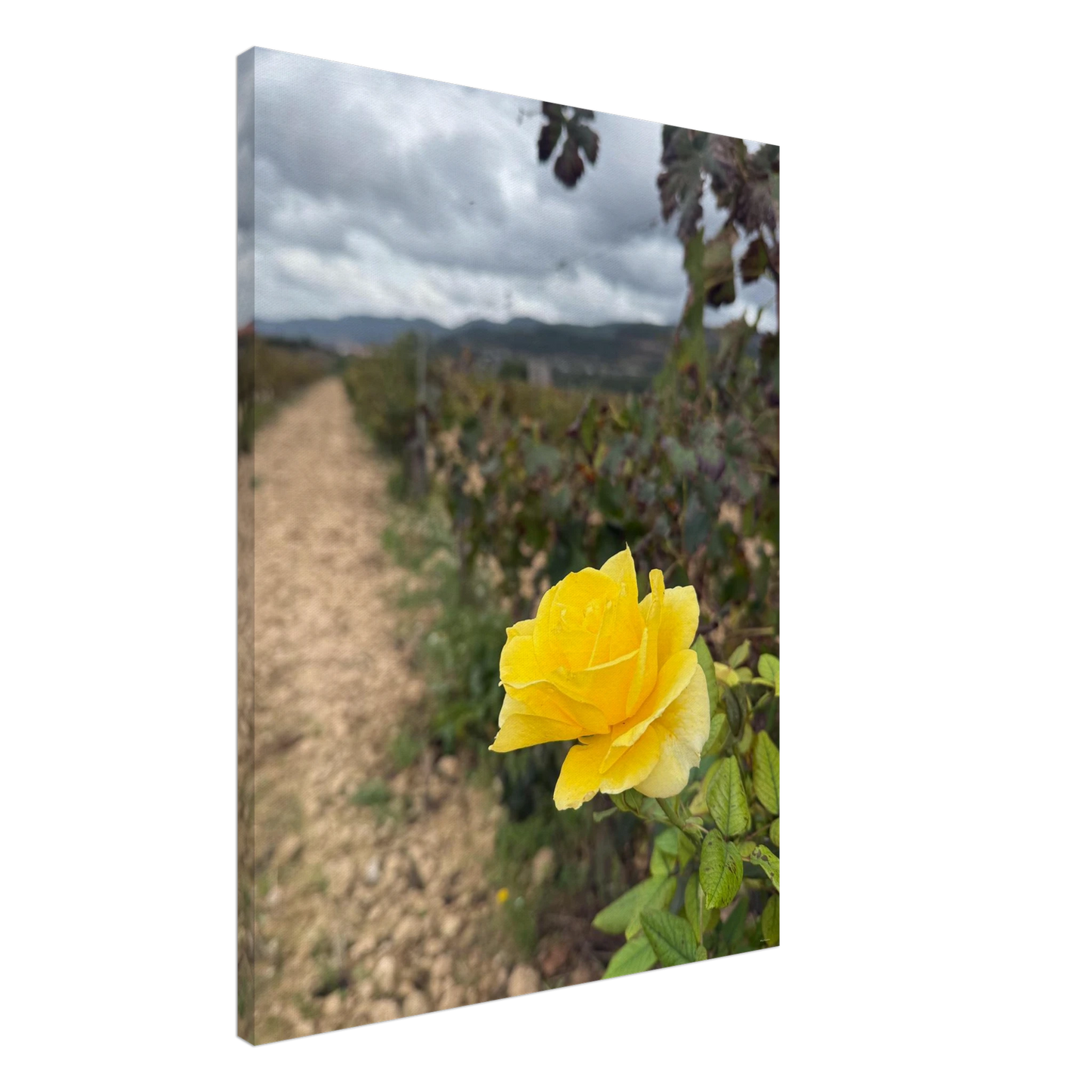 4b99fcc3-8265-4f9c-bf55-fe18efff6092