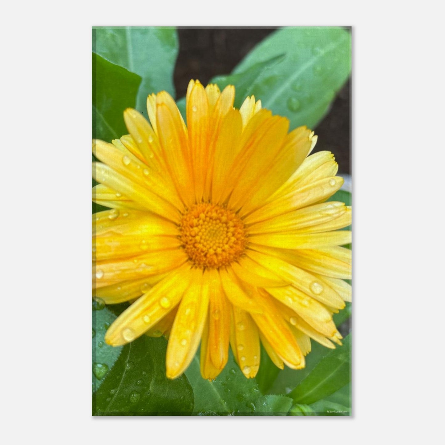 4e675f23-581c-4d21-a88a-3a8294ba921e