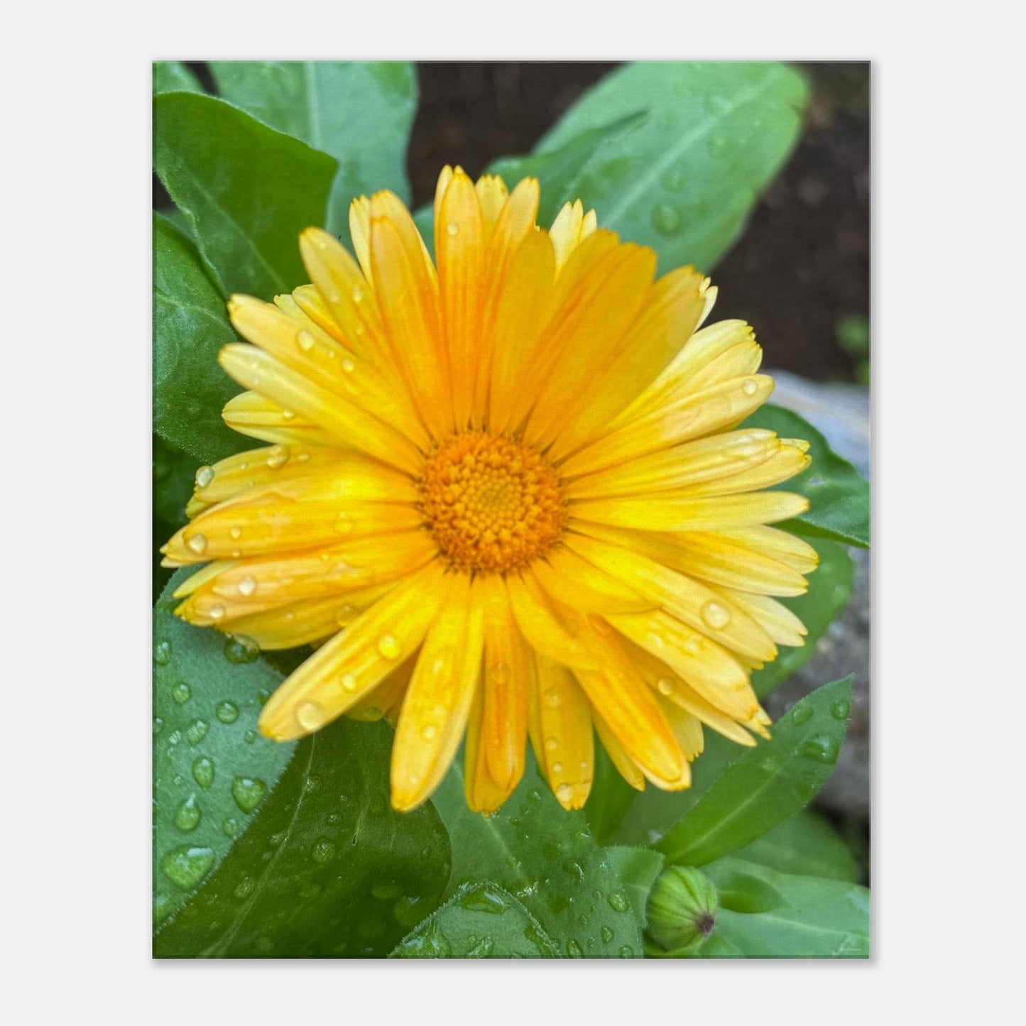 56506e2d-d960-4b90-9015-d58f7af986a2