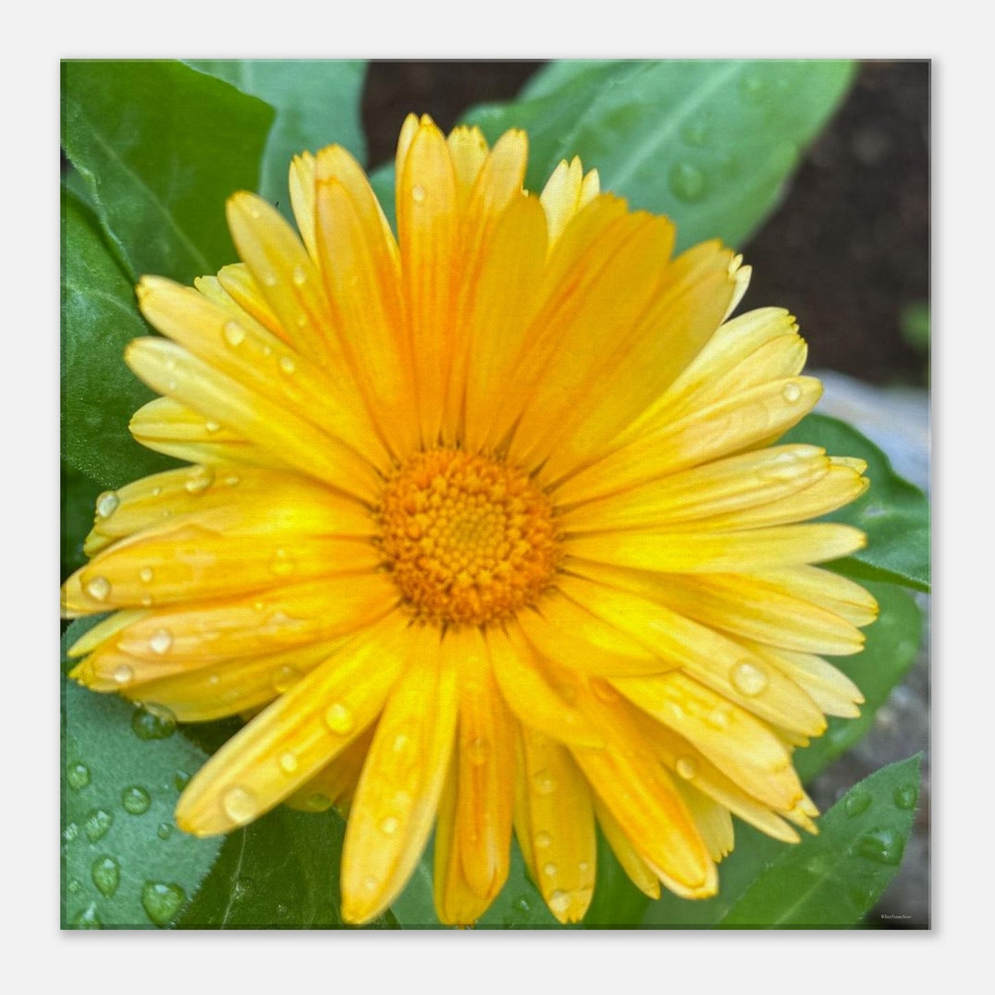 57735a28-2d3a-49fa-a400-7d5914506ef1