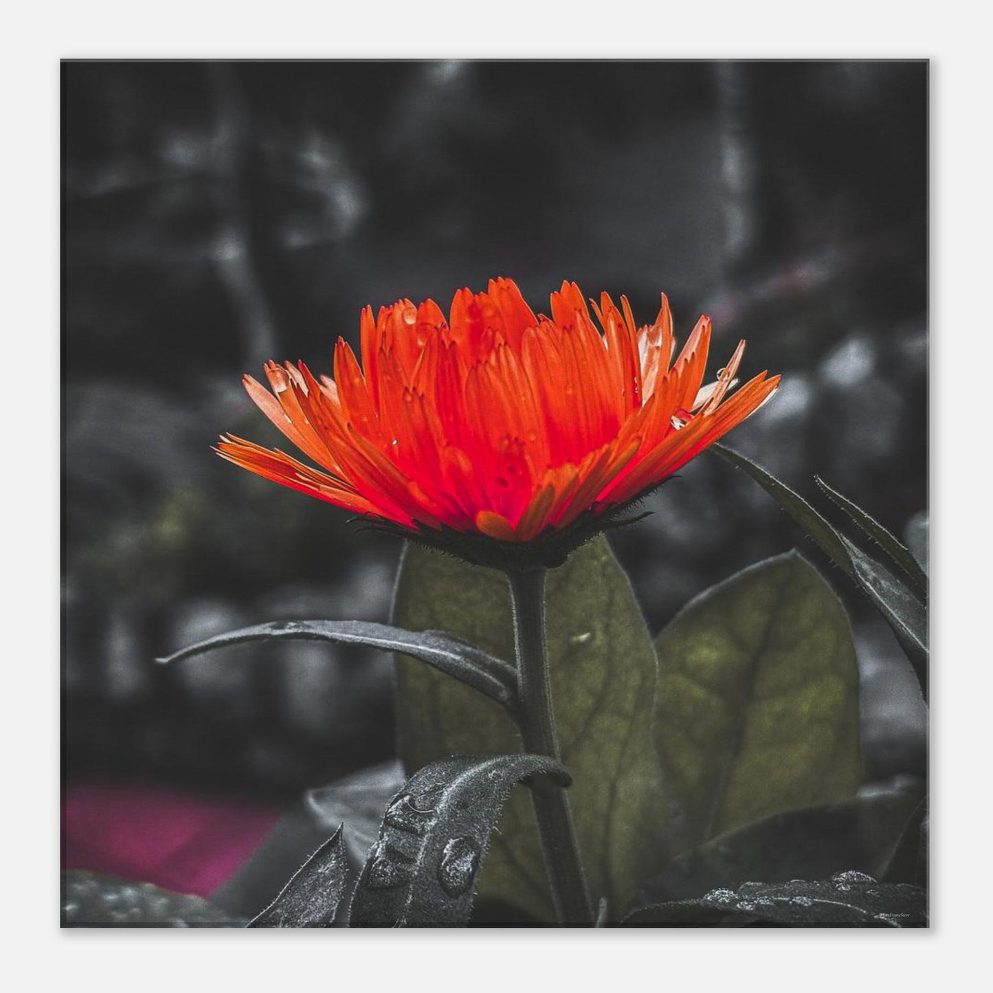 5c135fac-e5ac-4870-a567-6836a52b64e3