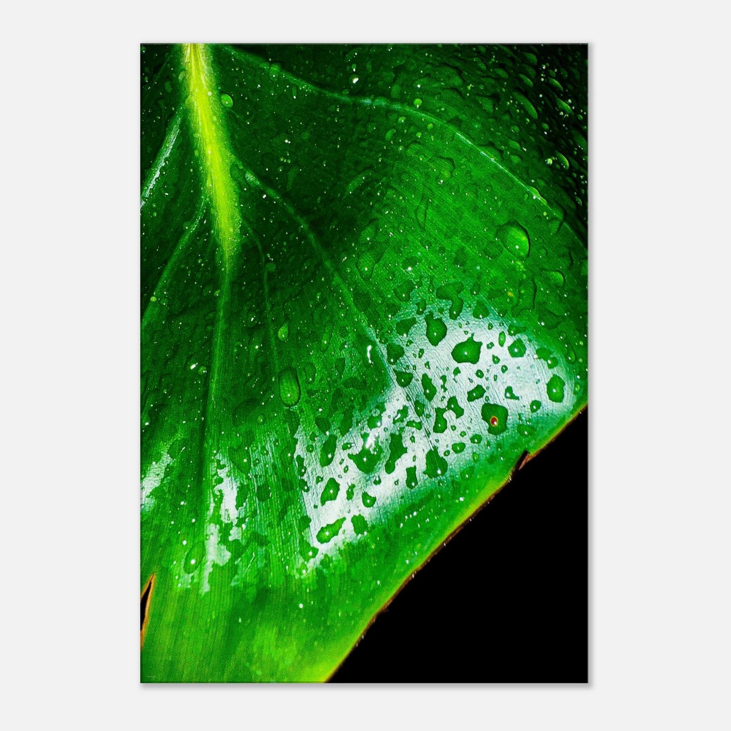 5caf13d5-9cf8-4f00-9e5b-950848249980