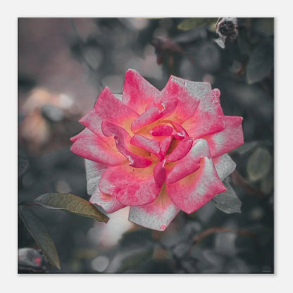 61aa5917-58b7-411c-8e1a-17a20e22bbb5