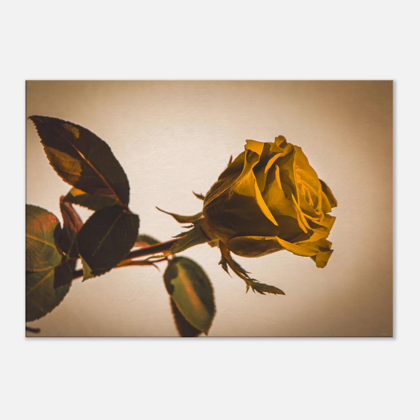 635cb341-4c4b-4887-9e62-8a3e519b7bba