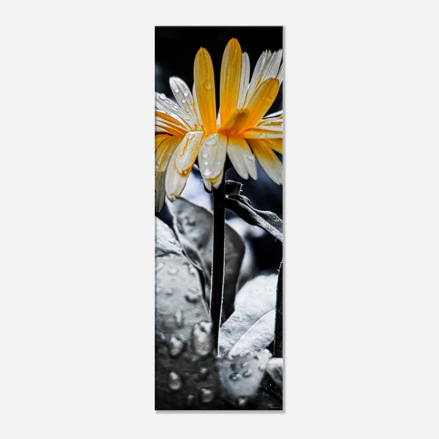 65456a29-733a-4c1f-ba00-9133e8cf62ef