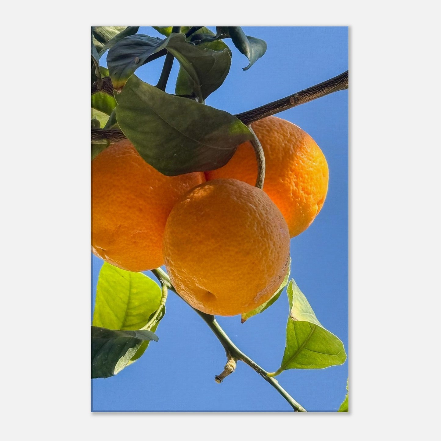 67ca5178-e5a7-4133-8d54-fd9f89920453