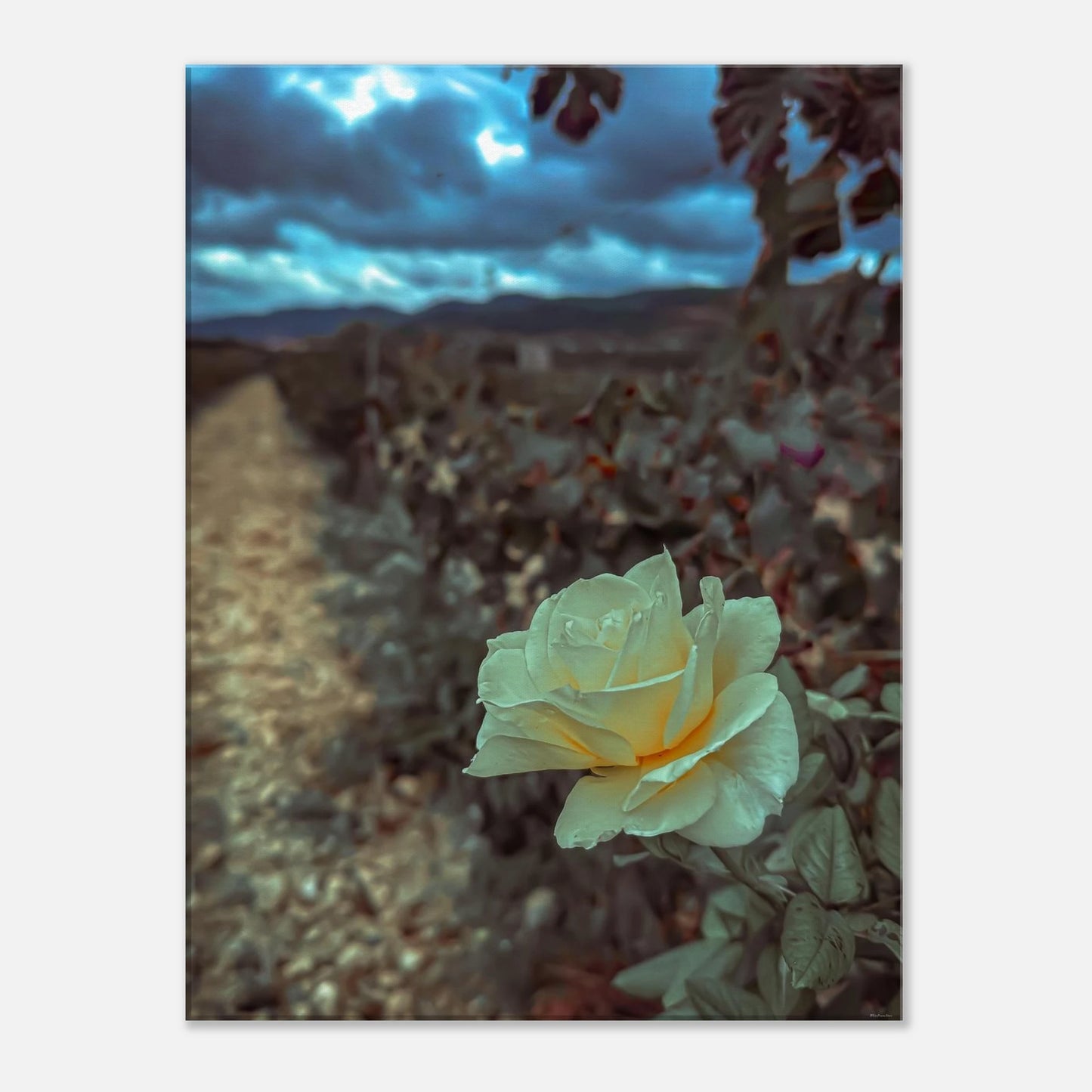 6baa4b6a-52c2-4e7c-8f18-1a56b3b3df21