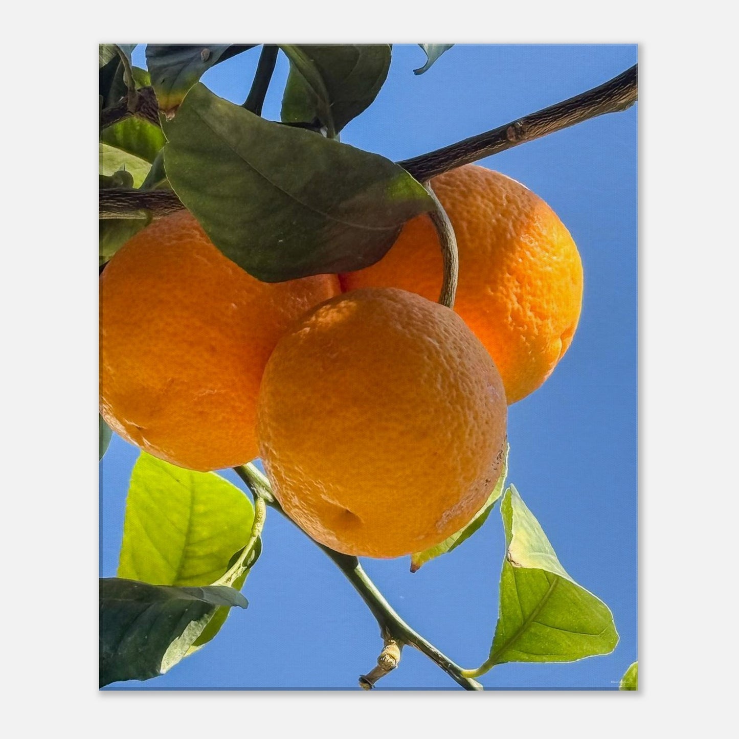 6bb65ac5-d822-4d6c-b731-959817cfde6f