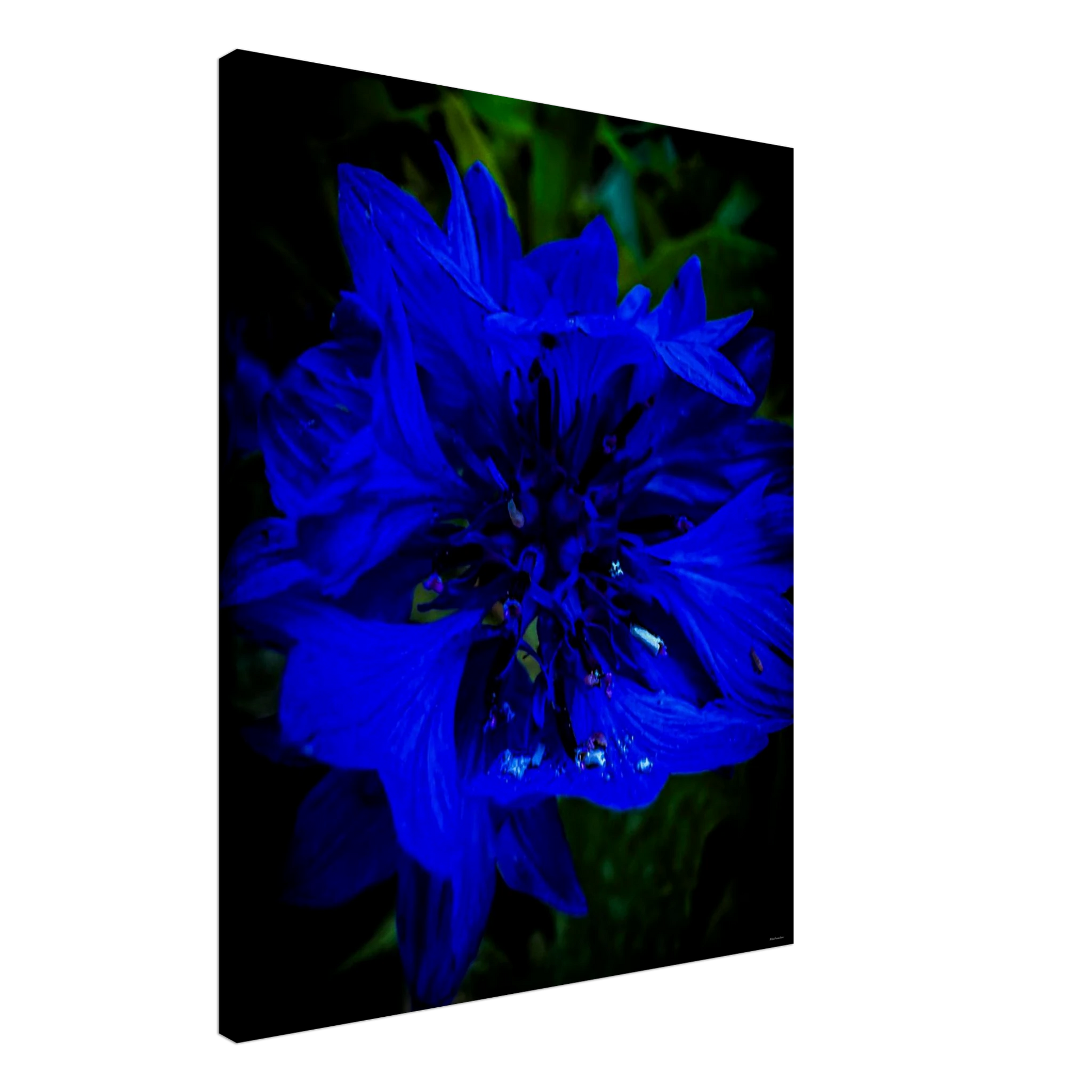 75d002d9-1508-4f99-bfd6-c4789a7a96d7