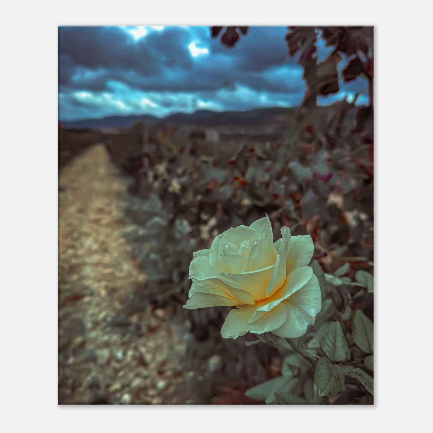 763ac2c1-ee31-47a5-8deb-838b402d6374