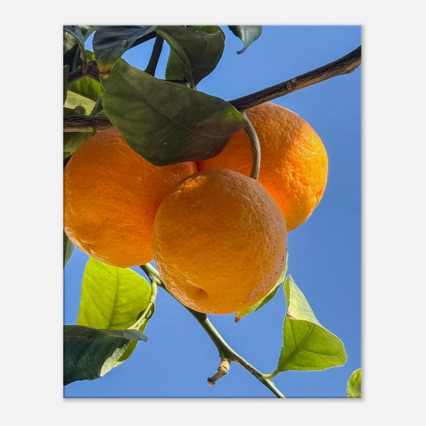 7c1c0803-1369-4ef8-a3d4-c19365c51205