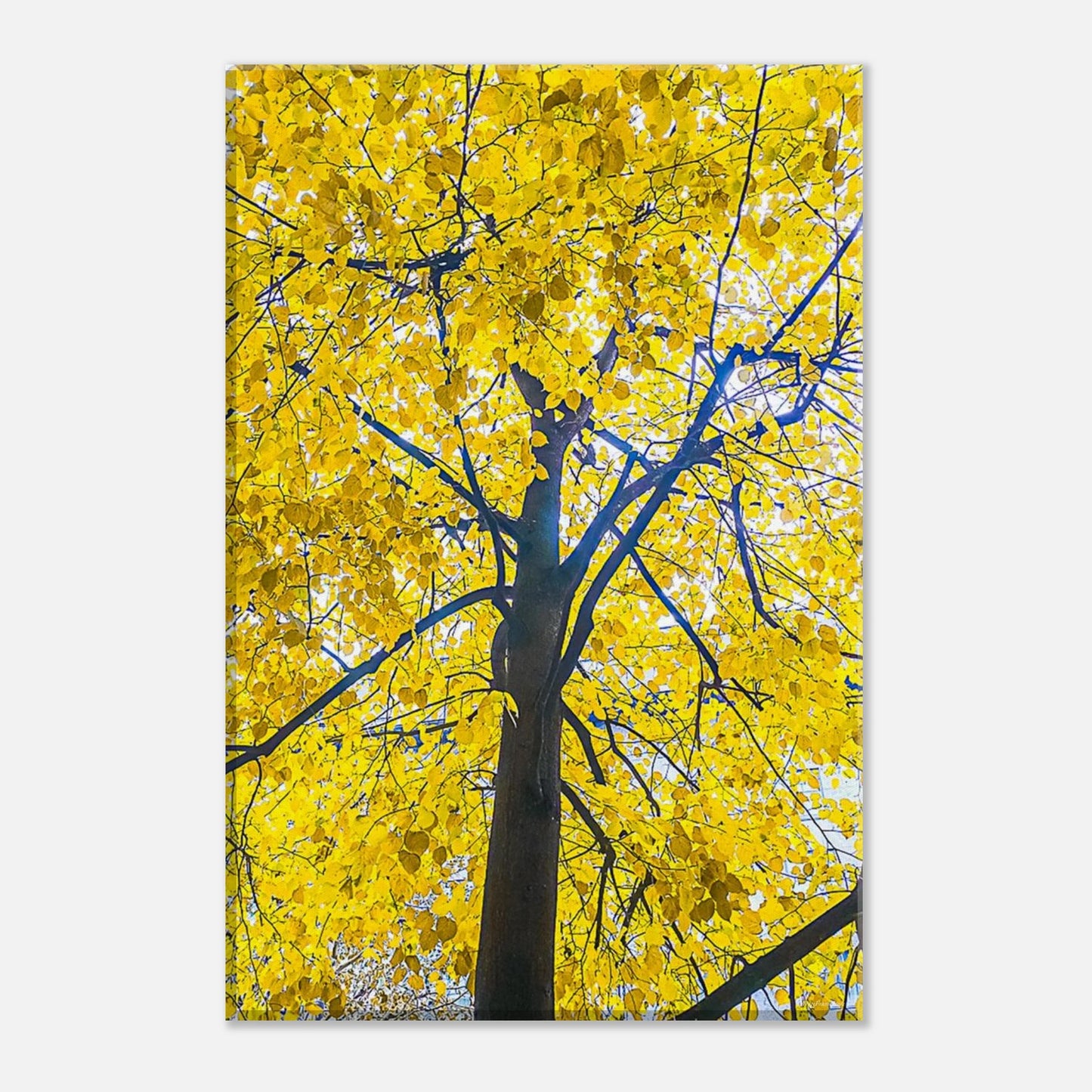 8013d8b1-11c2-4ab1-b84b-daf263fd64a7