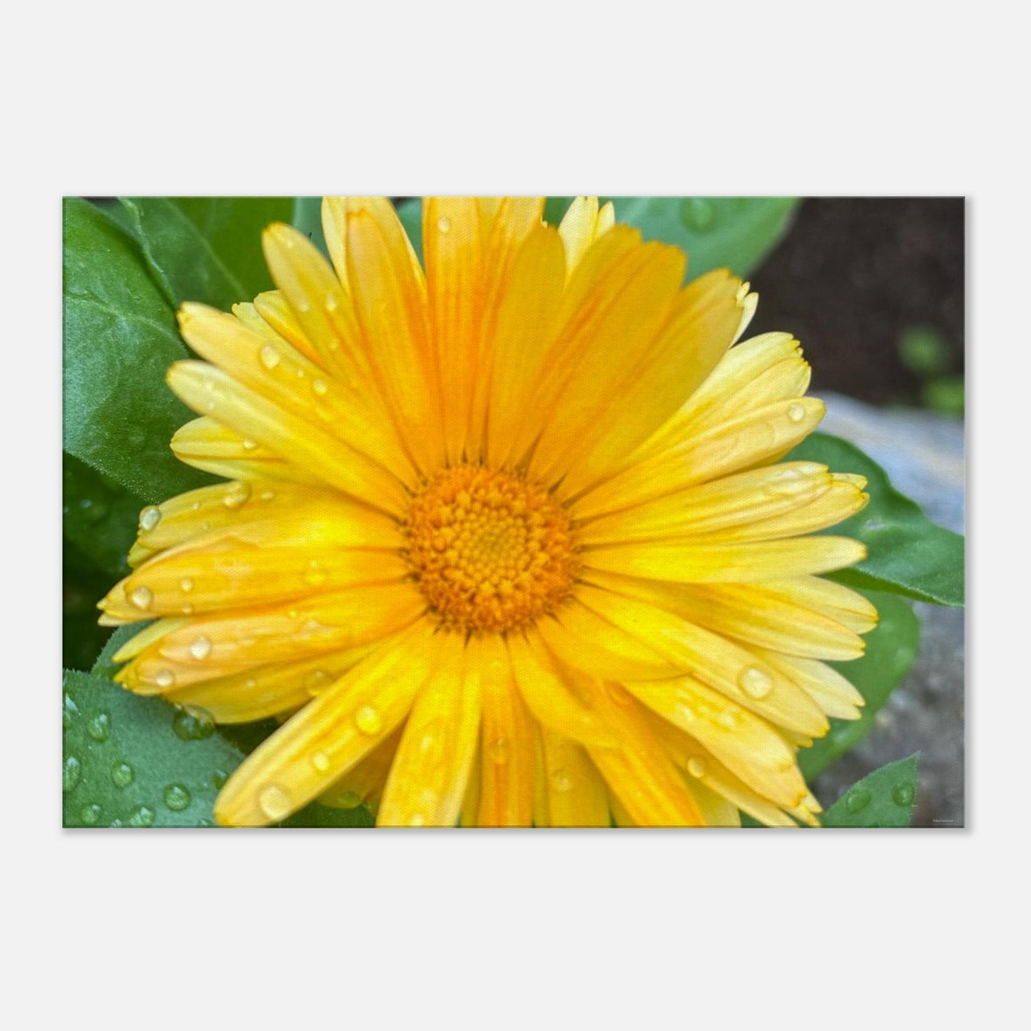 84985596-0909-4361-87f6-35ed641ff9bd