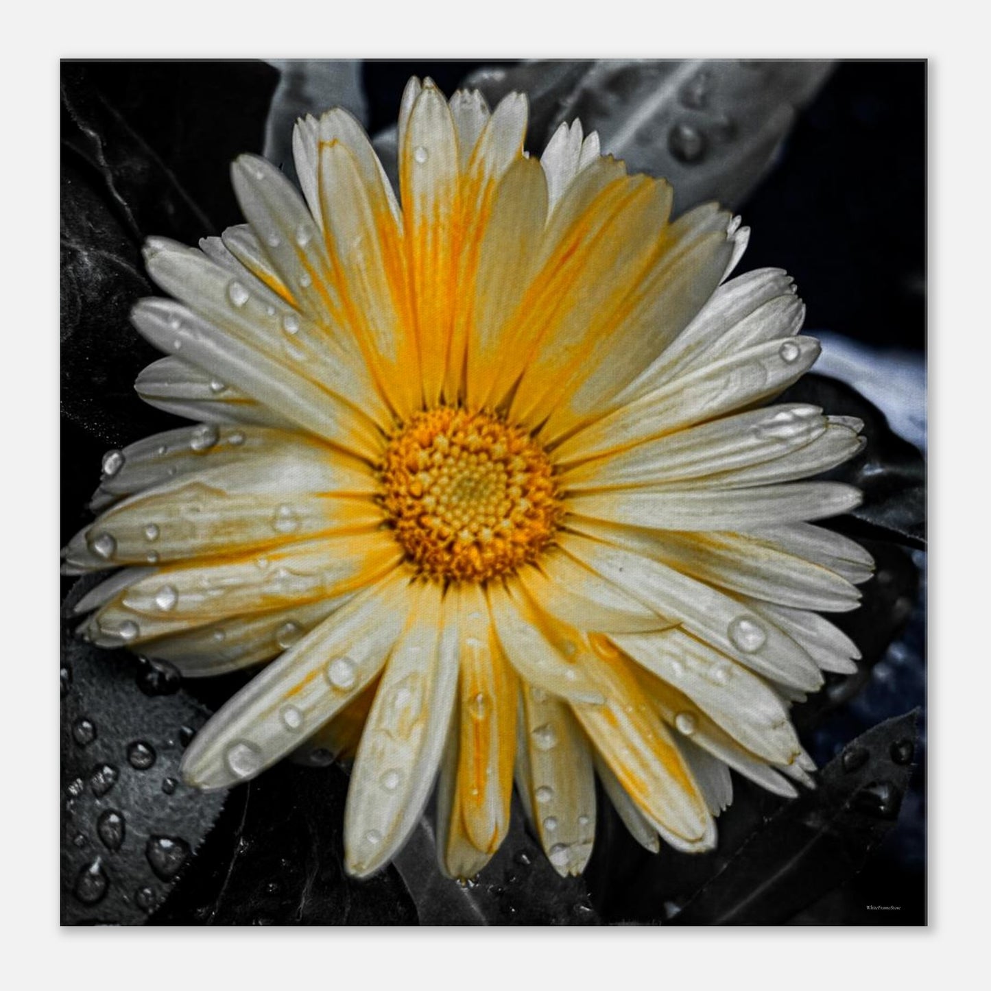 87ba1f38-8fdc-4d08-9a82-a6cab14a1694