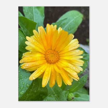 8a9907fc-8baf-4a6e-8a60-b40750df5b4a