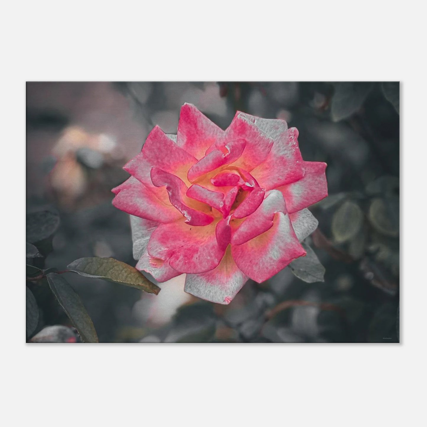 8b2502dd-22ab-4a70-a0d5-03718a4d93cb