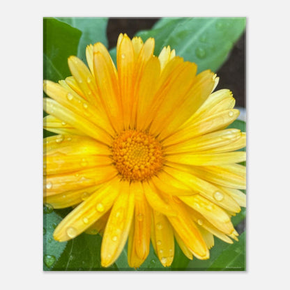 8d2b88af-19c3-41c7-8b83-4fda9f3586fe