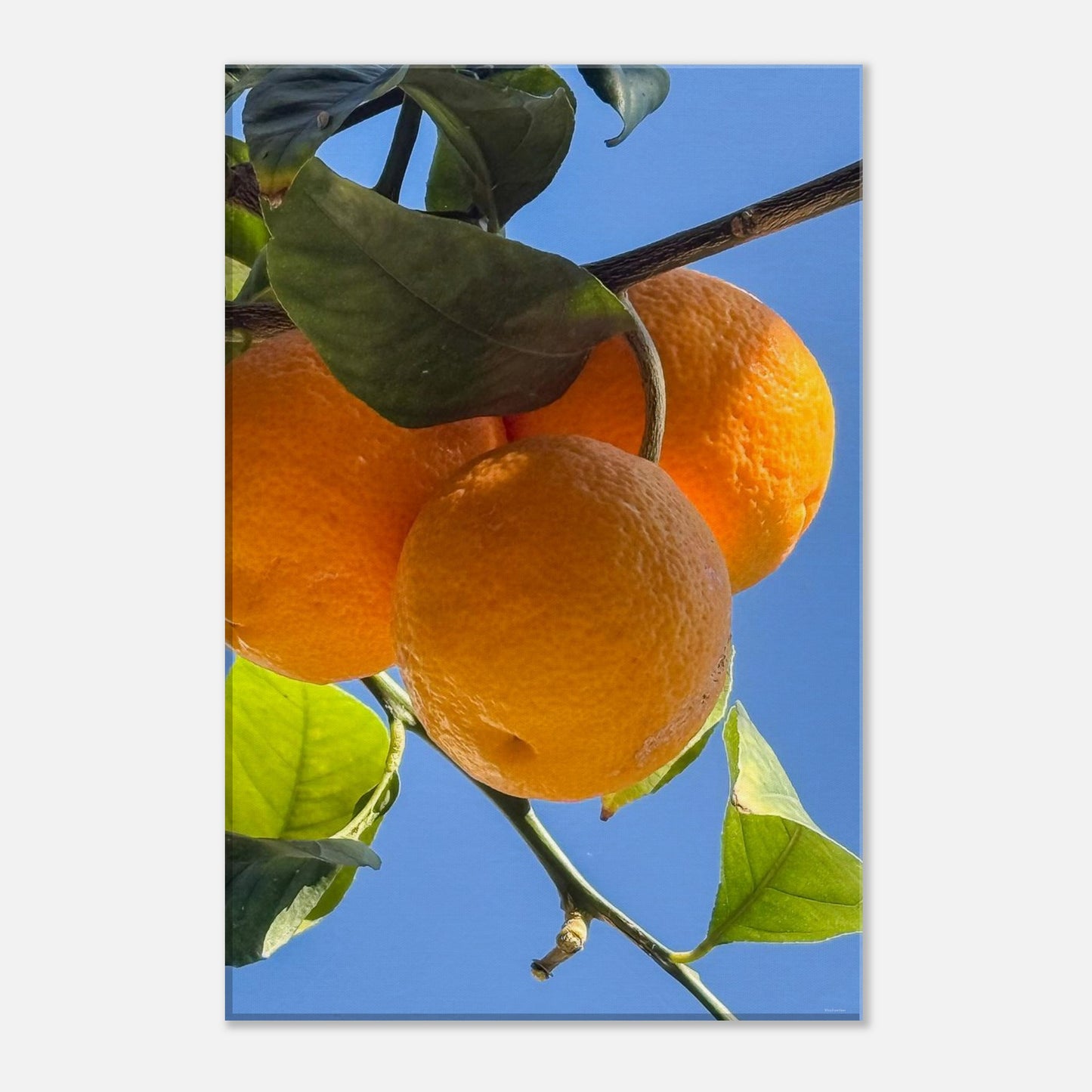 8e953349-5bba-4e7f-b5ab-6733de6f3b38