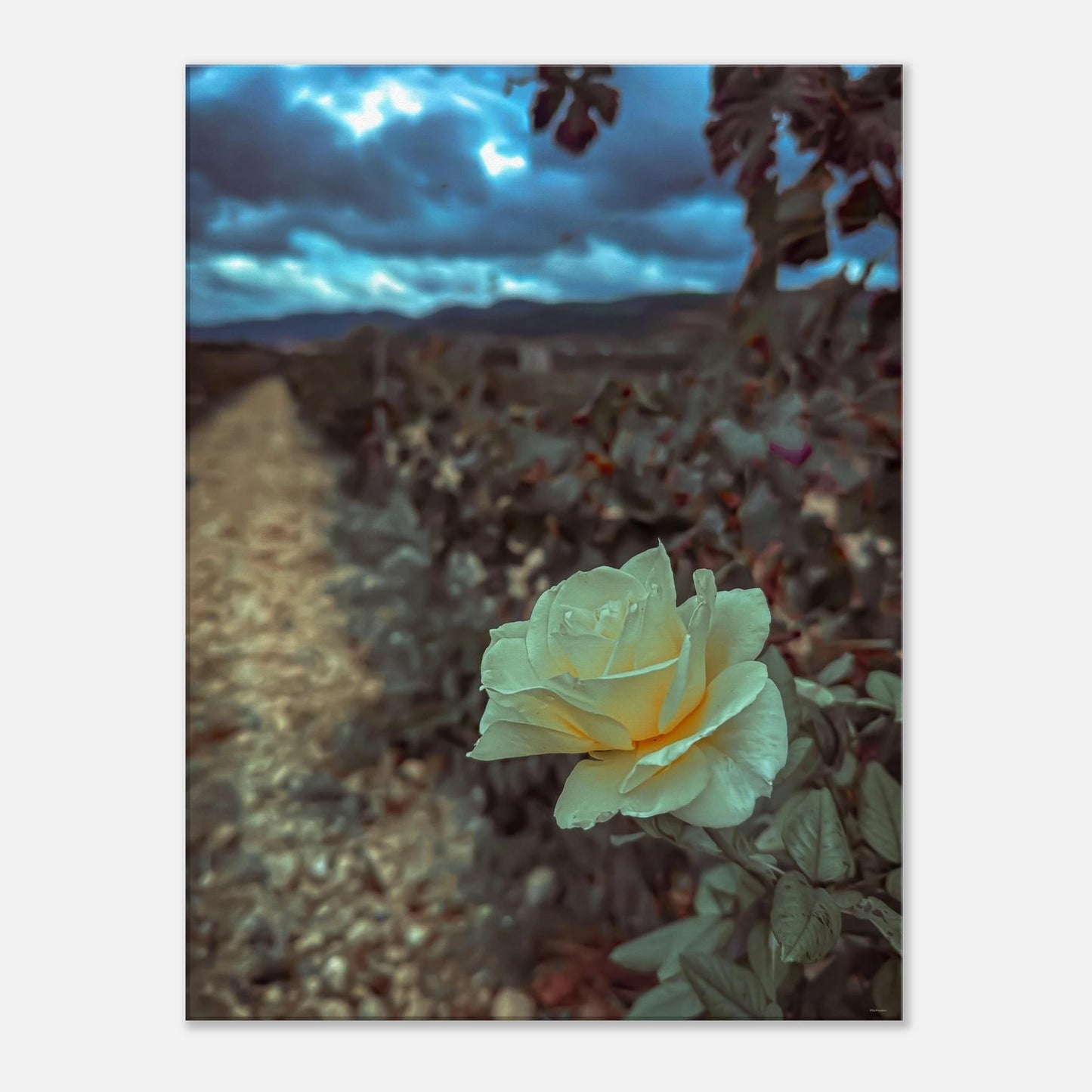 8ea2f170-21d7-49c9-8733-8c6429956656