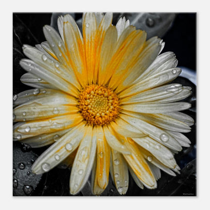 8f42cec0-090f-4317-accc-e9a7392a1352