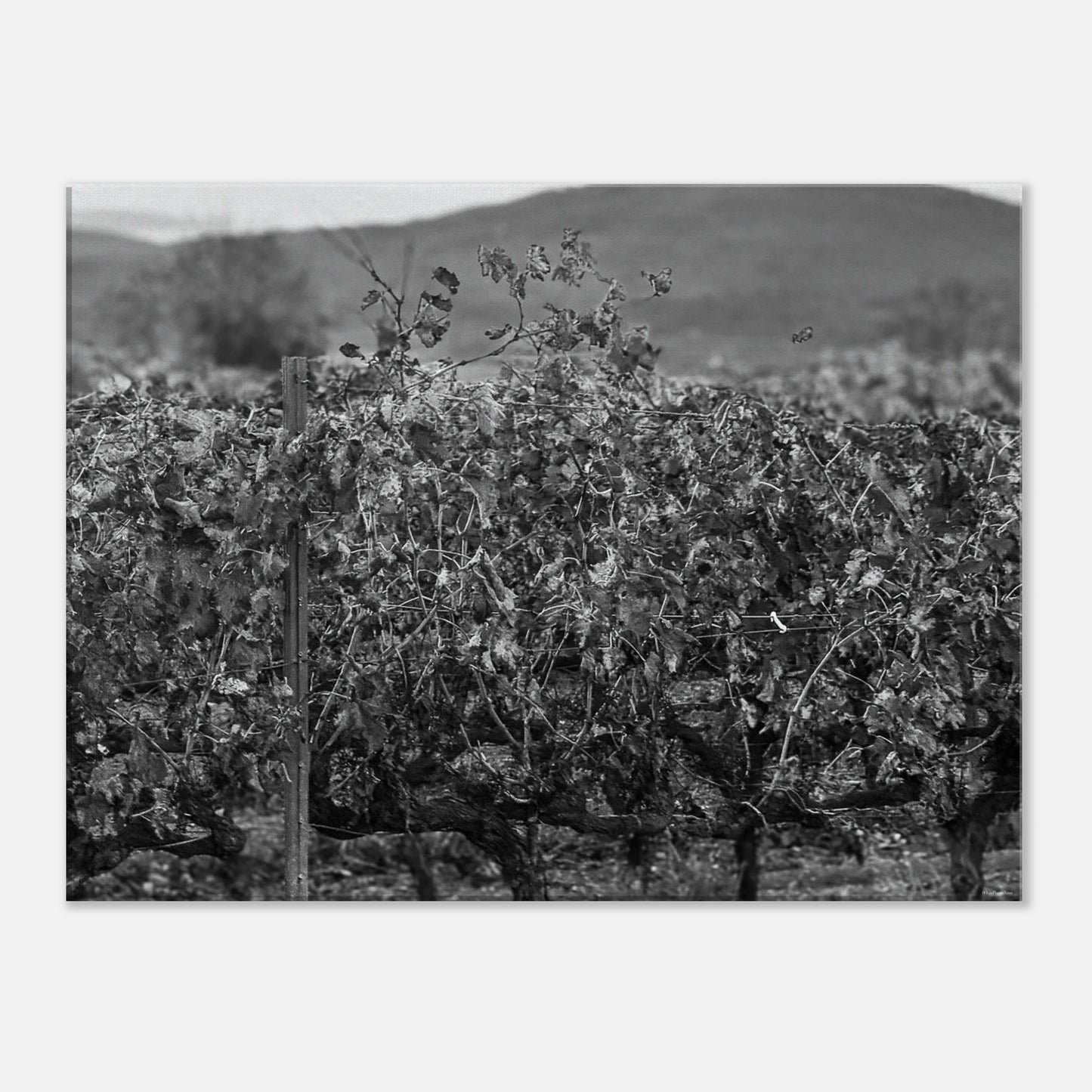 8f8c861f-9566-489b-96c2-29edc88c8018